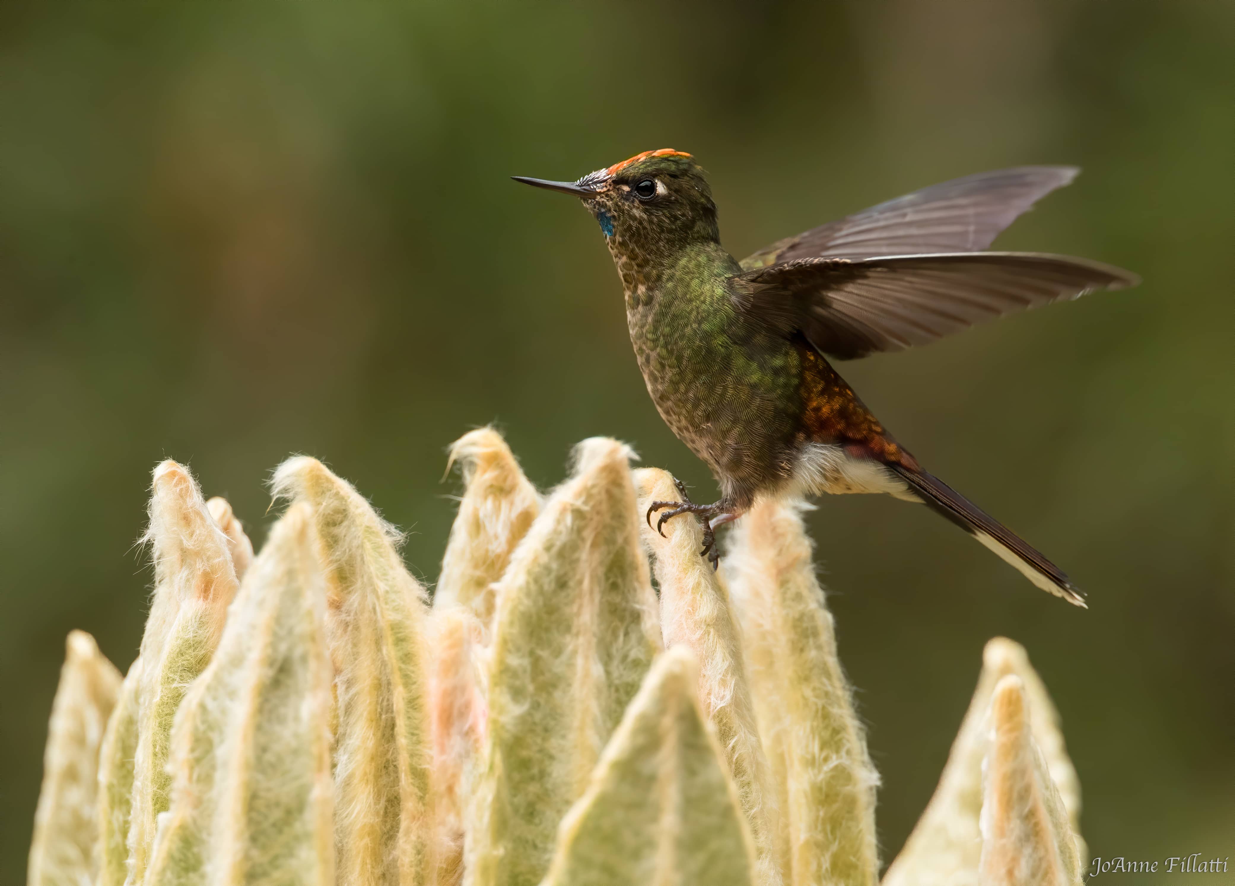 bird of colombia image 24